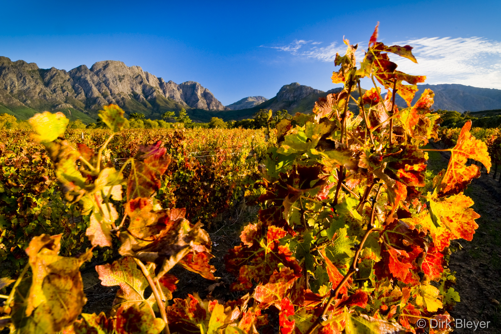 Herbstliche Weinreben bei Franschhoek