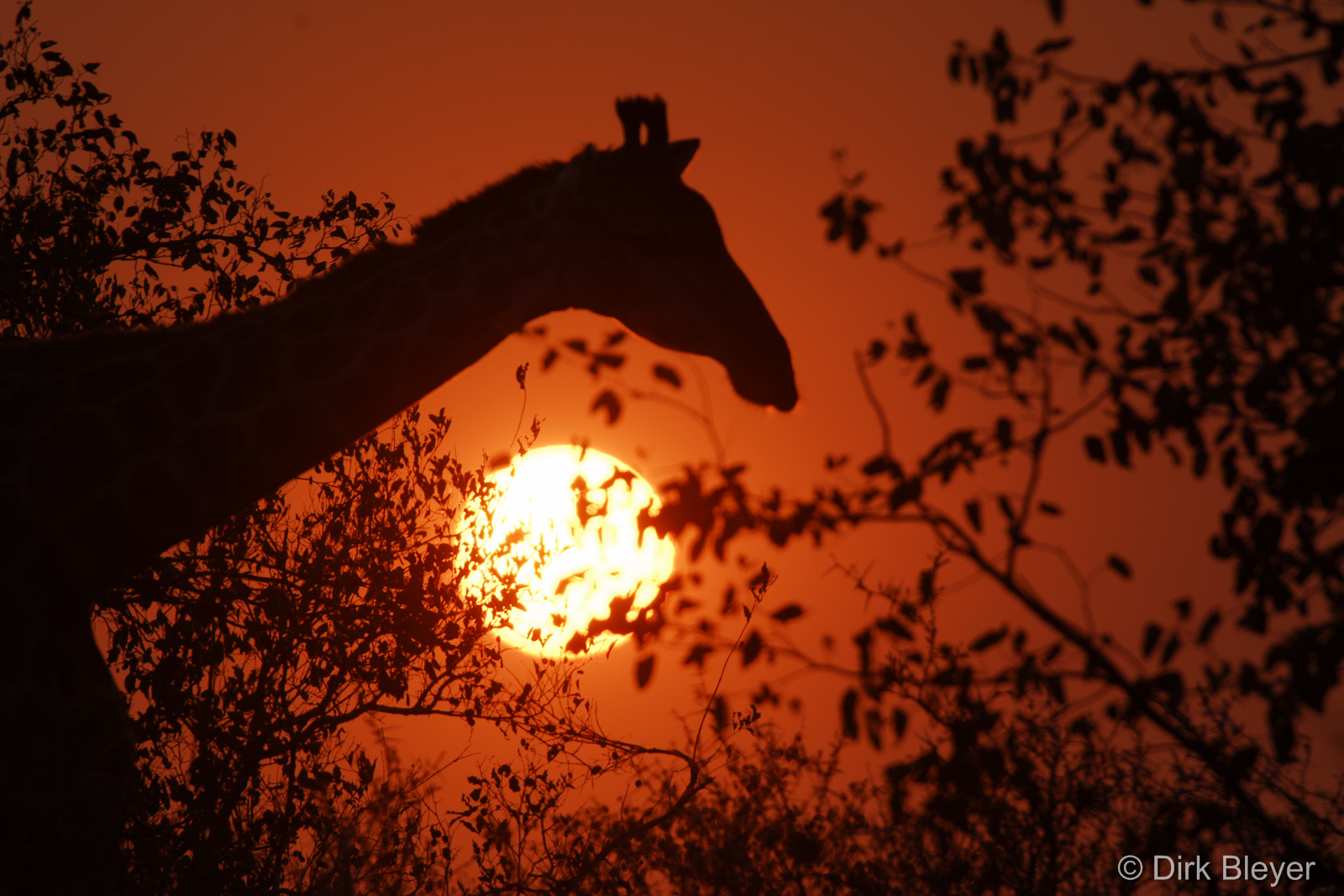 Sonnenuntergang im Krüger Nationalpark