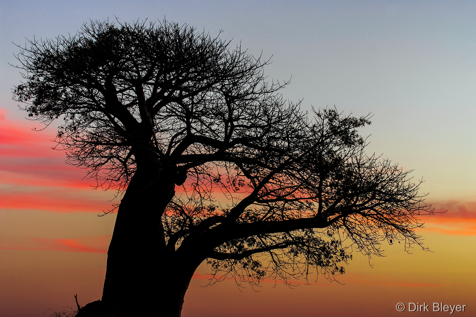 Afrikanischer Baobab