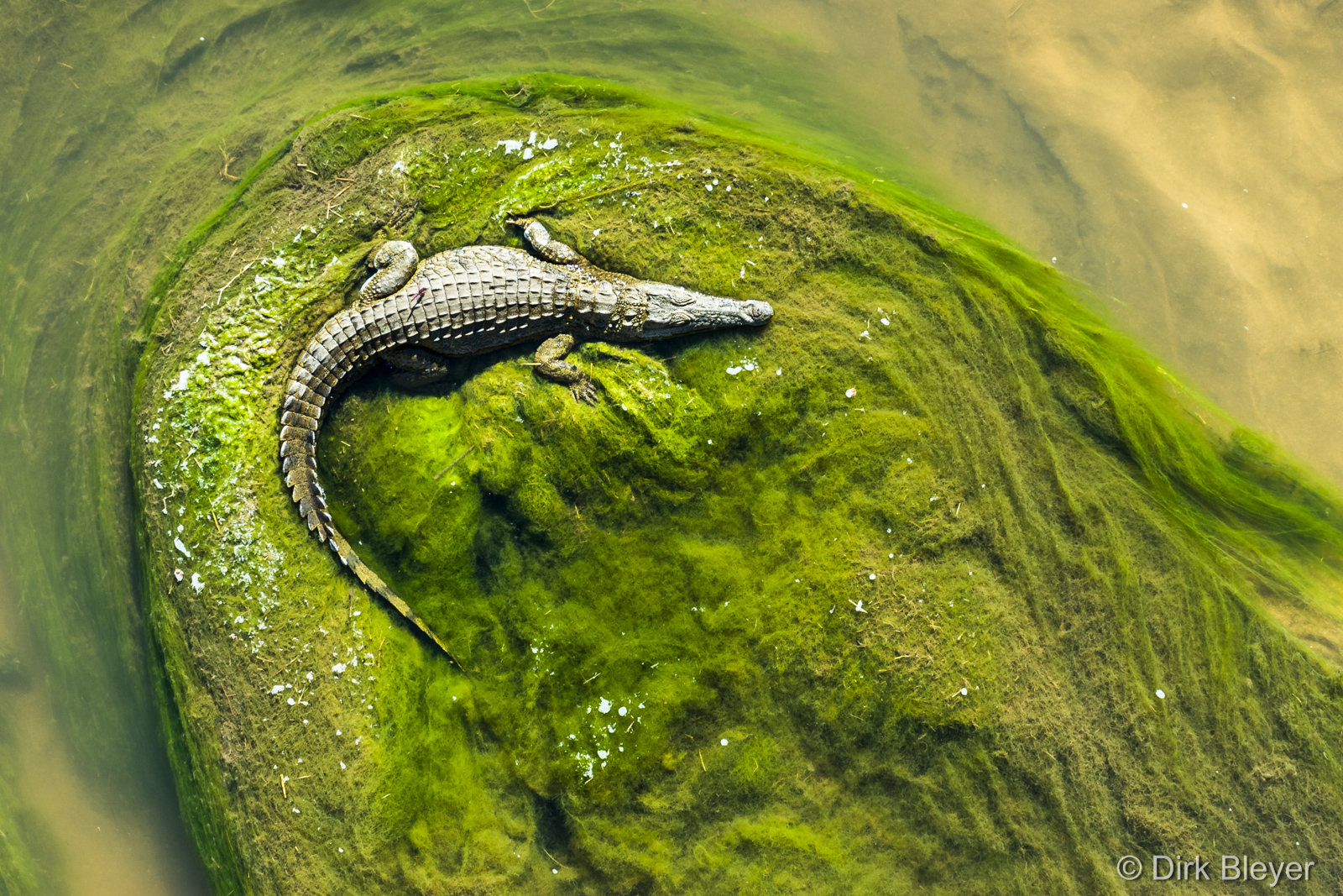 Krokodil auf einer Sandbank im Krüger Nationalpark