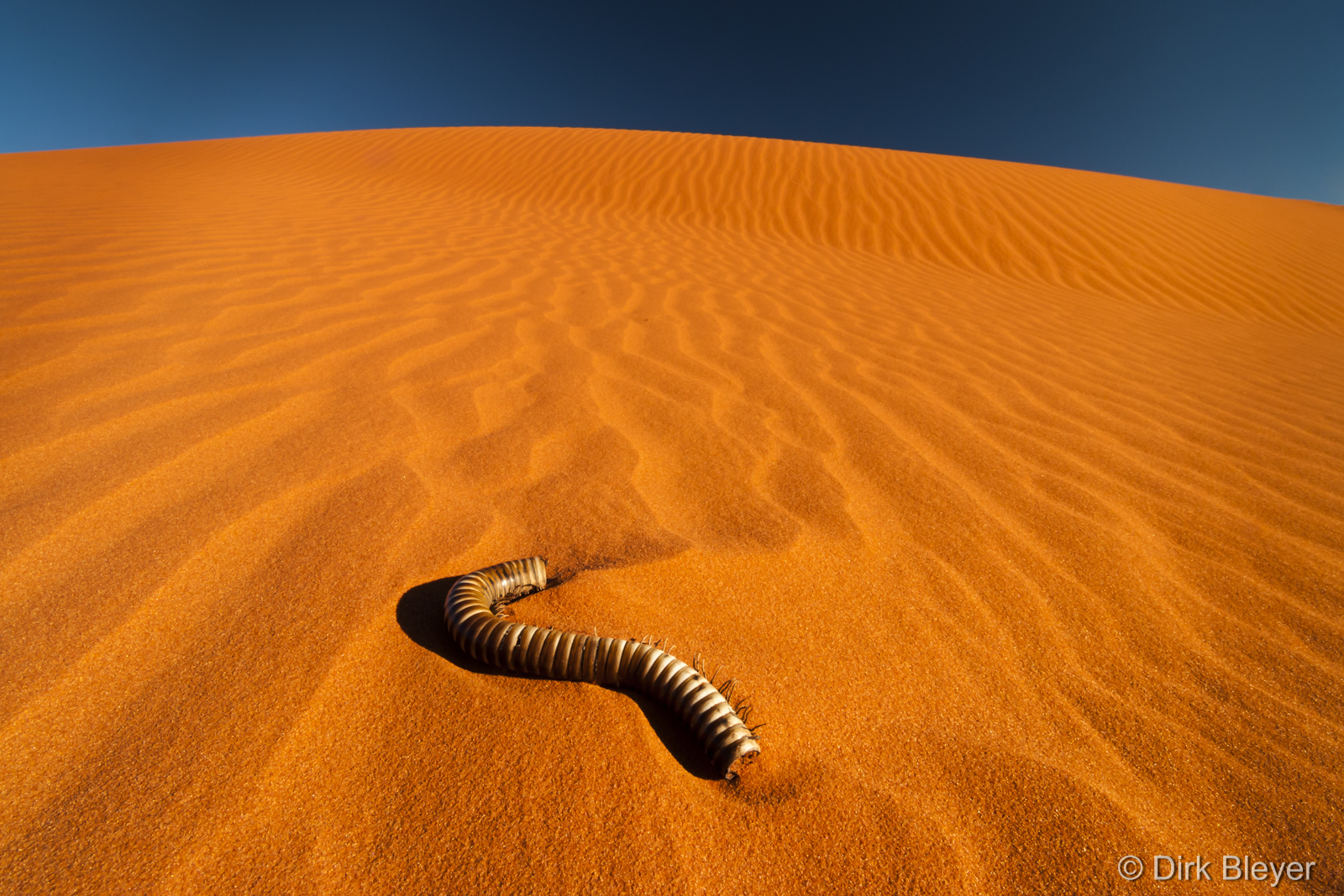 Rote Düne in der Kalahari Wüste
