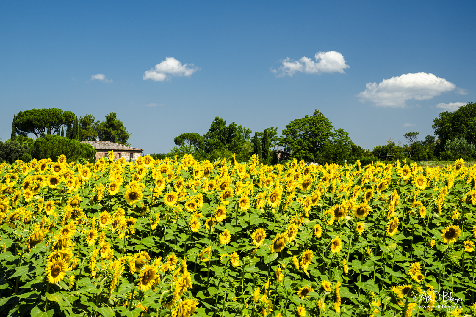 Sonnenblumen-Felder